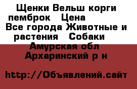 Щенки Вельш корги пемброк › Цена ­ 35 000 - Все города Животные и растения » Собаки   . Амурская обл.,Архаринский р-н